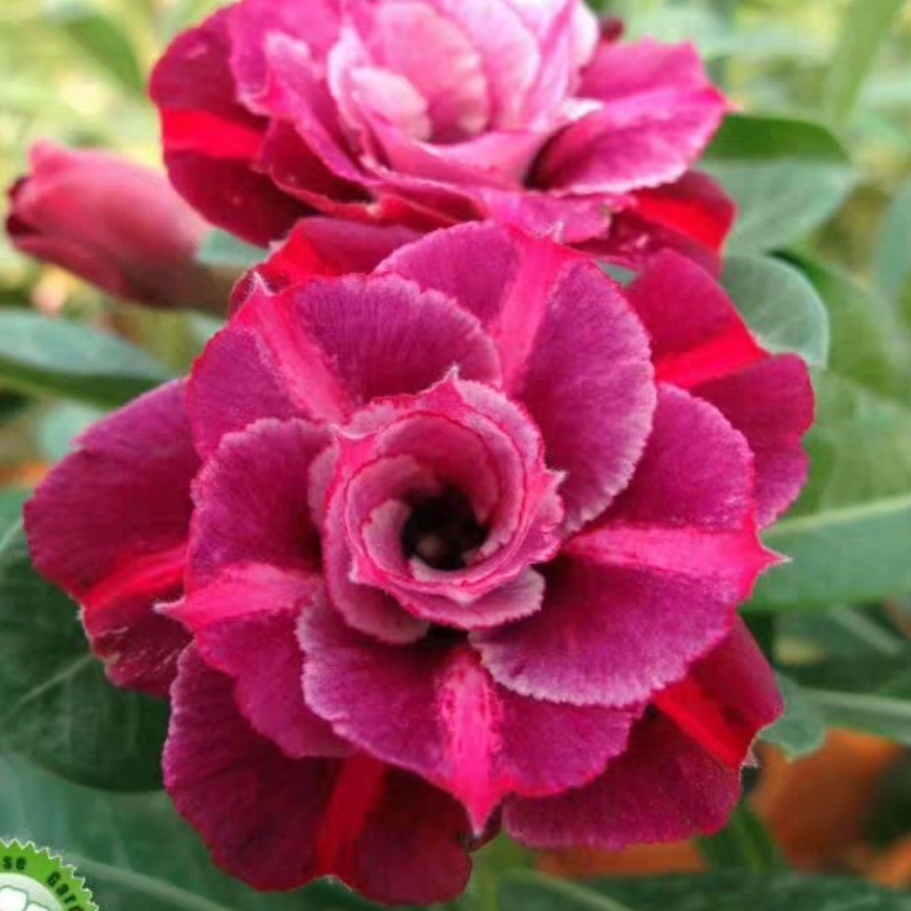 Fresh Rare Adenium Obesum Desert Rose Seeds