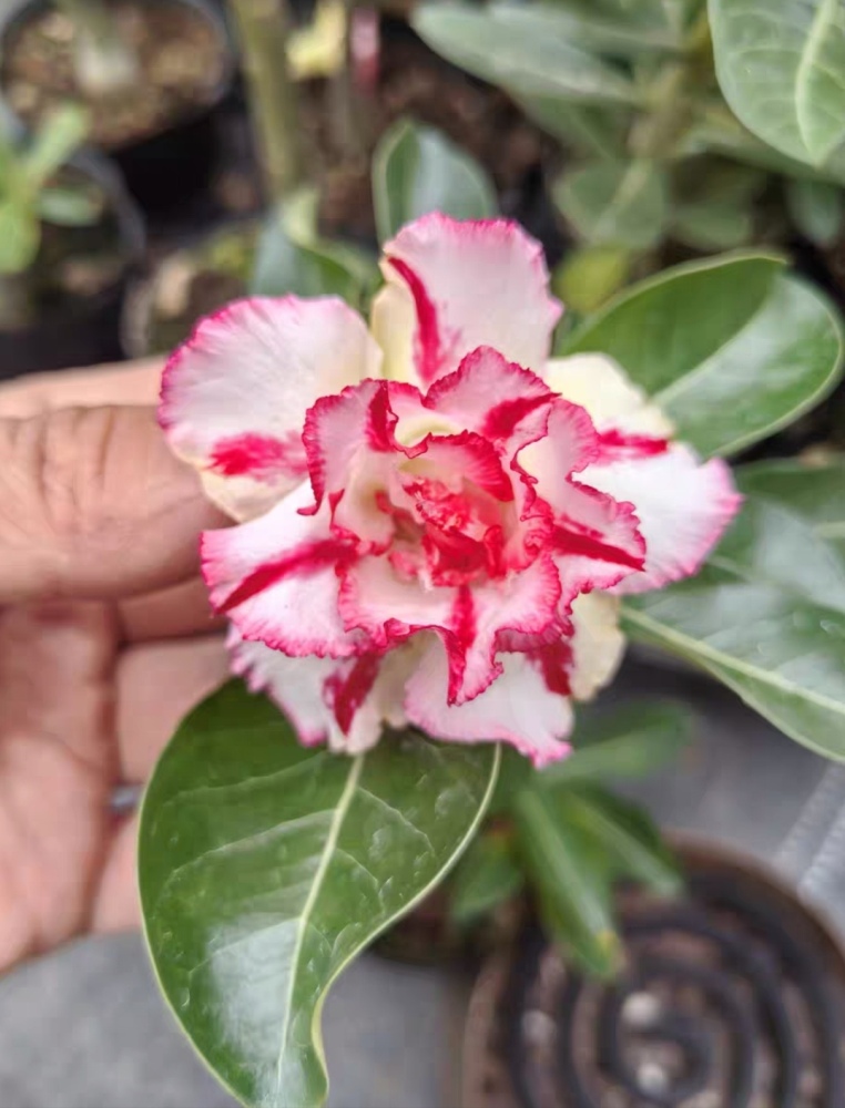 Fresh Rare Adenium Obesum Desert Rose Seeds