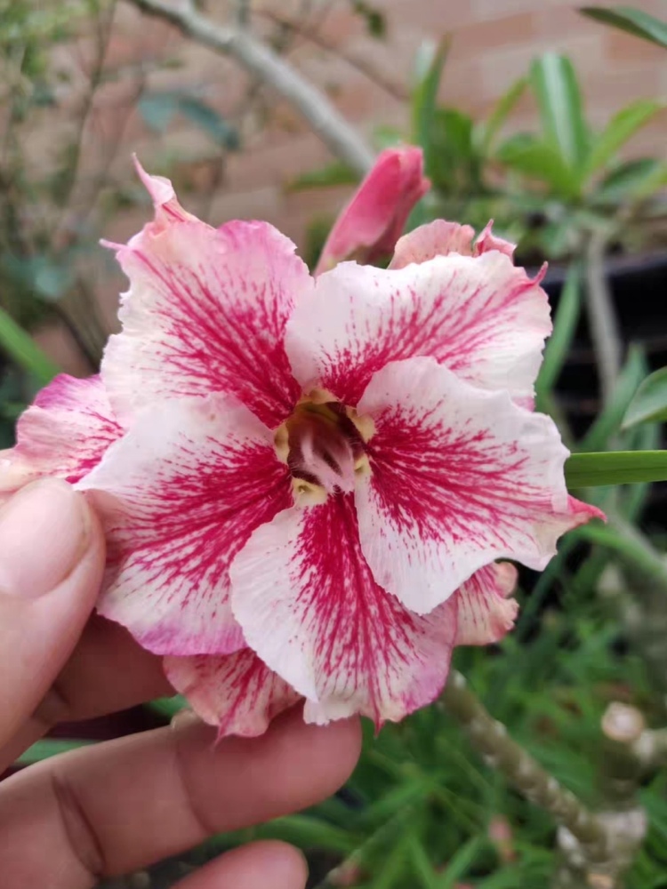 Fresh Rare Adenium Obesum Desert Rose Seeds