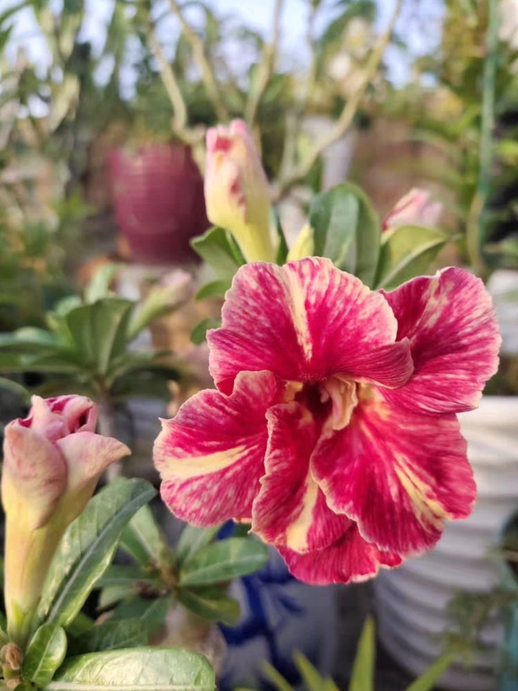 Fresh Rare Adenium Obesum Desert Rose Seeds