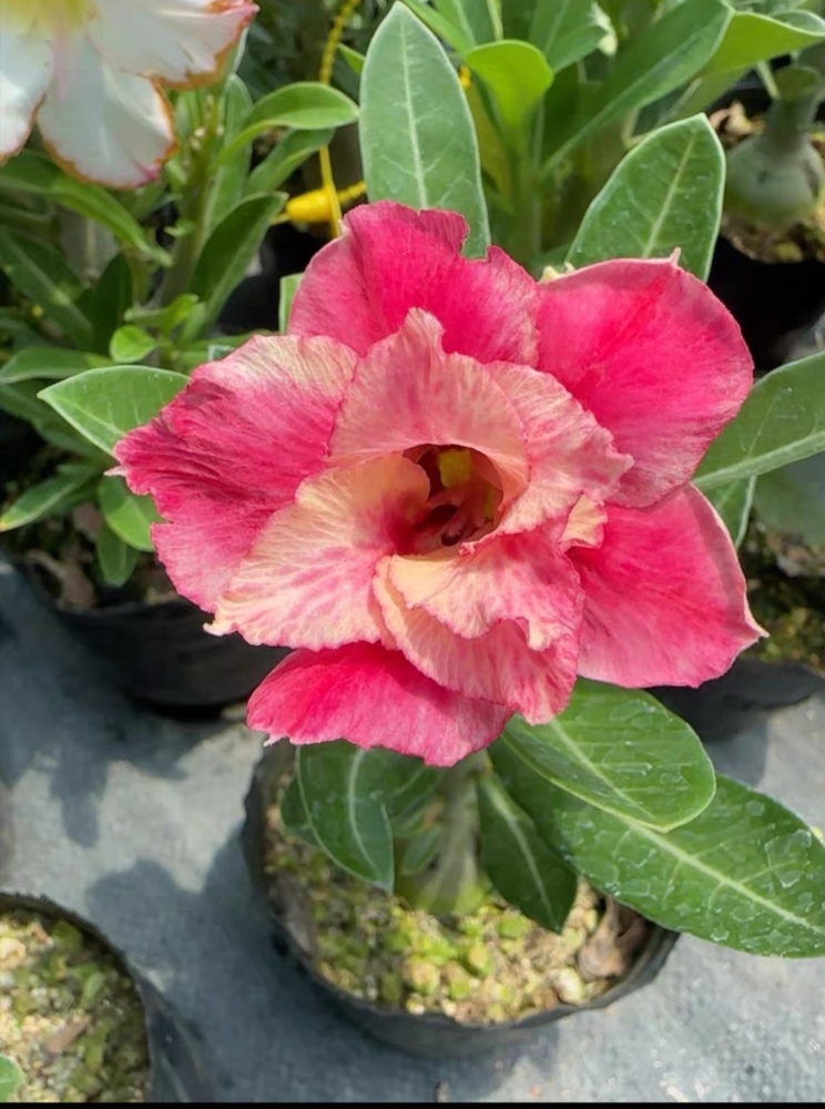 Fresh Rare Adenium Obesum Desert Rose Seeds