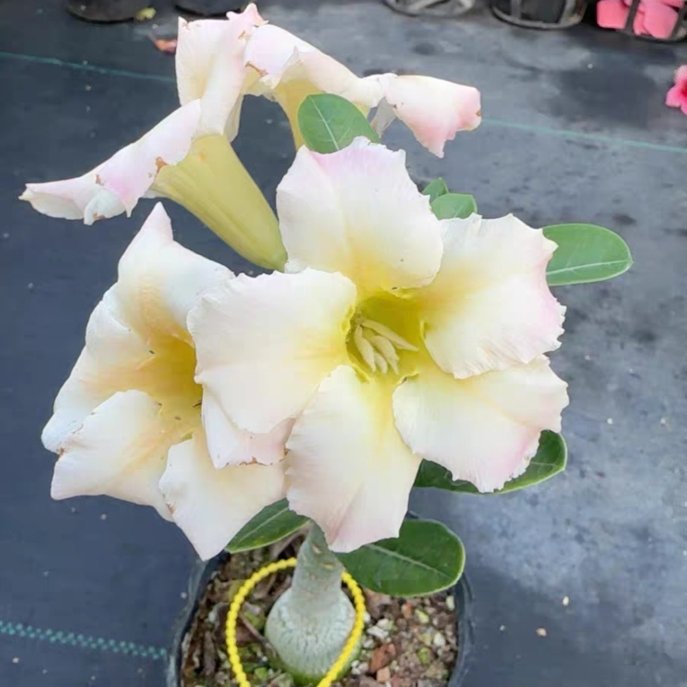 Fresh Rare Adenium Obesum Desert Rose Seeds