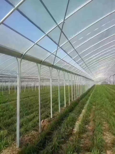 Customizable Farm Greenhouses - Ideal for Vegetable Growing & Poultry/Livestock Breeding