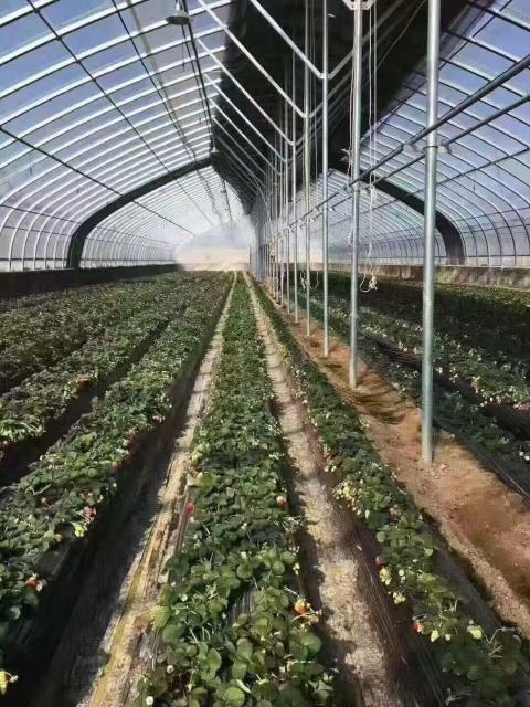 Customizable Farm Greenhouses - Ideal for Vegetable Growing & Poultry/Livestock Breeding