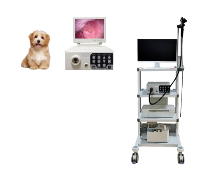 Veterinary Endoscopy