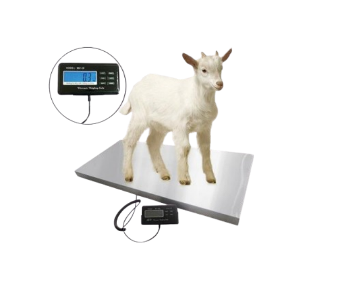 veterinary scale
