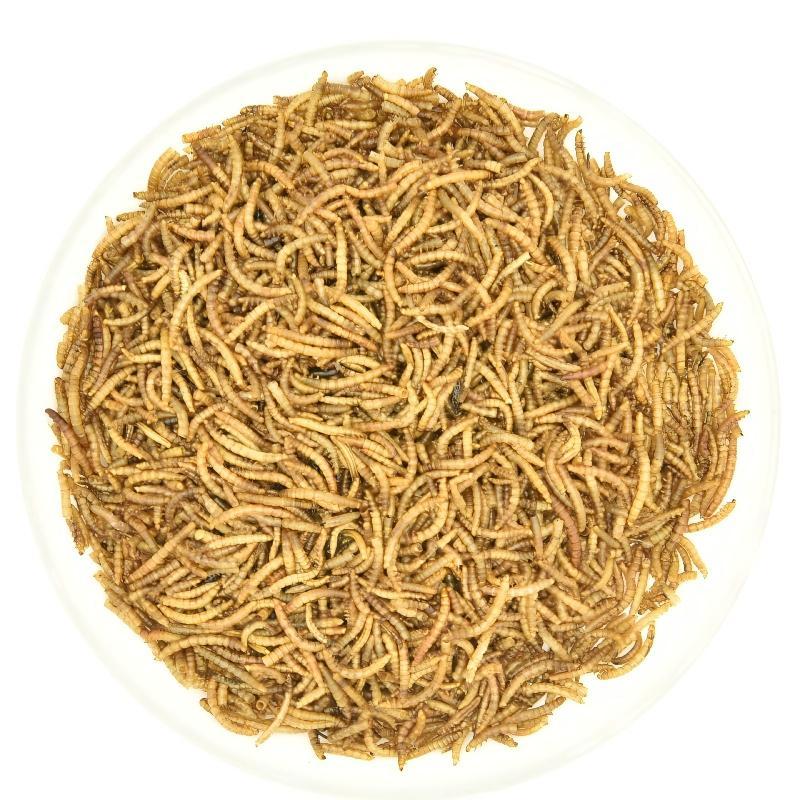 Dried Mealworms