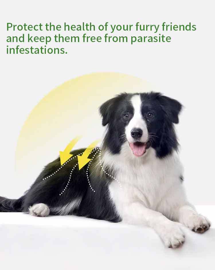 Fluralaner Spot-on Solution dla psów i kotów, zapobiega alergicznemu zapaleniu skóry u psów i kotów oraz chorobie Lyme spowodowanej inwazją kleszczy/pcheł, długotrwała ochrona przez 12 tygodni, szerokospektralny środek roztoczobójczy do stosowania miejsco,Krople Fluralaner dla psów i kotów Odrobaczacz dla zwierząt Lek weterynaryjny OEM Dostosuj ostatnie 12 tygodni odrobaczania psów odrobaczania kotów odrobaczania kleszczy i roztoczy bezpieczny i łagodny dla psów hodowlanych, a także suk ciężarnych i karmią,Pevet