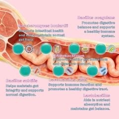 Comprimés à croquer PROBIOTIQUES pour la santé digestive des chats et des chiens, probiotiques pour animaux de compagnie, soutien intestinal, OEM, conditionnement en pot,Comprimés à croquer PROBIOTIQUES pour la santé digestive des chats et des chiens, probiotiques pour animaux de compagnie, soutien intestinal, OEM, conditionnement en pot,Pevet