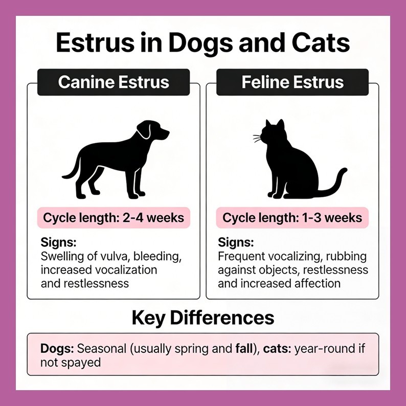 Pets Estrus Management OEM Soft Chew Tablets for Dogs Cats-Calming Supplement Vitamins Minerals Fast Absorption Controls,Pets Estrus Management OEM Soft Chew Tablets for Dogs Cats-Calming Supplement Vitamins Minerals Fast Absorption Controls,Pevet