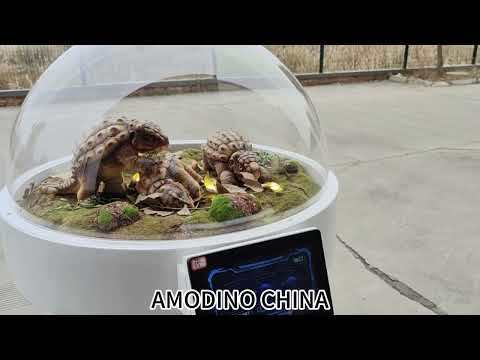 Hyper-Realistic Baby Ankylosaurus Incubator