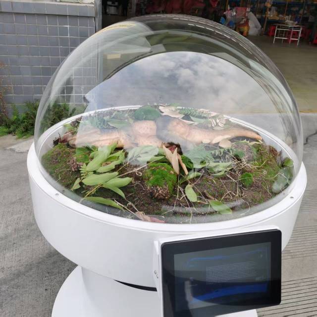 Animatronic T-Rex Egg Incubator