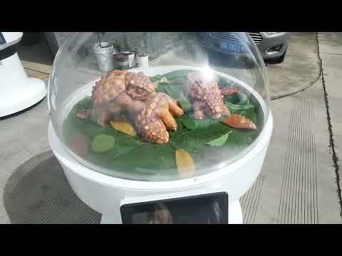 Dinosaur Egg Incubator Dome with Animatronic Ankylosaurus for Theme Park & Museum Display