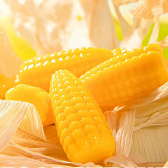 Corn Candy- Custom Gummies and Wholesale Gummy