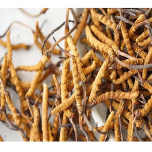 Wild Tibet Cordyceps Sinensis (Dong Chong Xia Cao) 0.5oz(14.15g) 规格6000条/kg