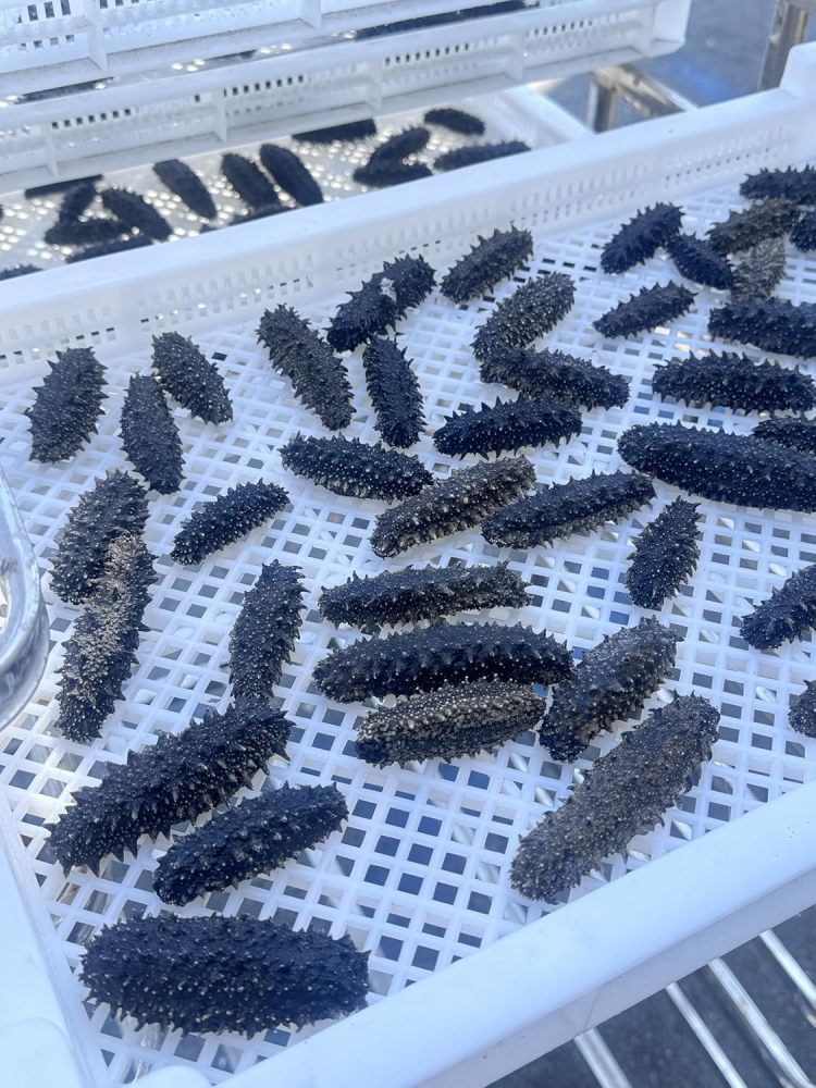 Premium Wild Japanese Hokkaido Sea Cucumber 4oz - Natural Sun Dried Stichopus Japonicus, Deep Ocean Harvest, Ready-to-Soak Delicacy 日本关东野生刺身 海参 日本关東刺参北海道/ナマコ