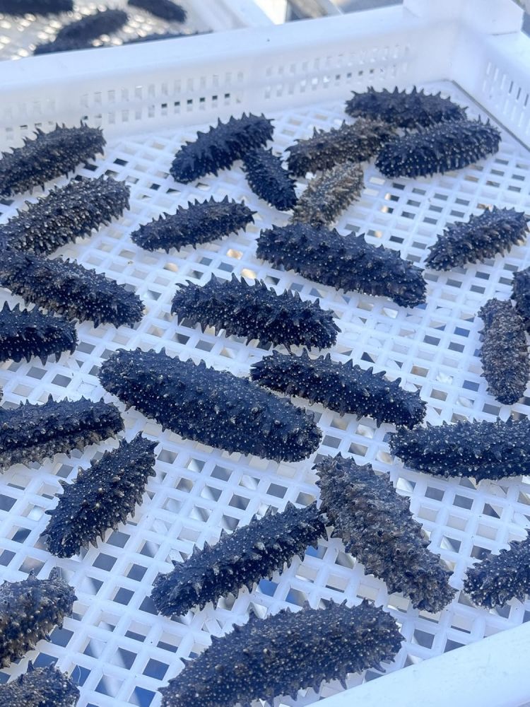 Premium Wild Japanese Hokkaido Sea Cucumber 4oz - Natural Sun Dried Stichopus Japonicus, Deep Ocean Harvest, Ready-to-Soak Delicacy 日本关东野生刺身 海参 日本关東刺参北海道/ナマコ