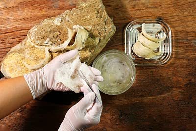 5A Pure Bird's Nest - Imported bird's nest from Indonesia, Golden Swallow Large Cup Gift Box 燕窝