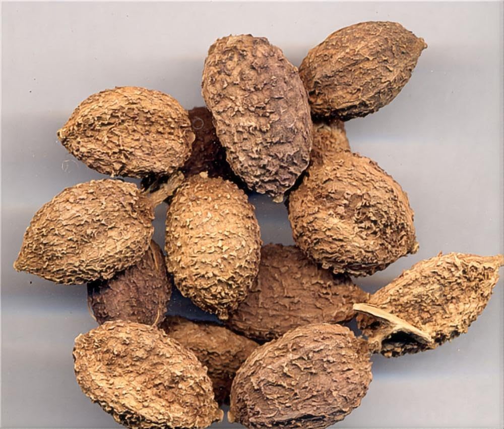 Dried Villous Amomum Fruit - Traditional Chinese Natural Herbal Tea - Fructus Amomi Amomi 16 oz 春砂仁