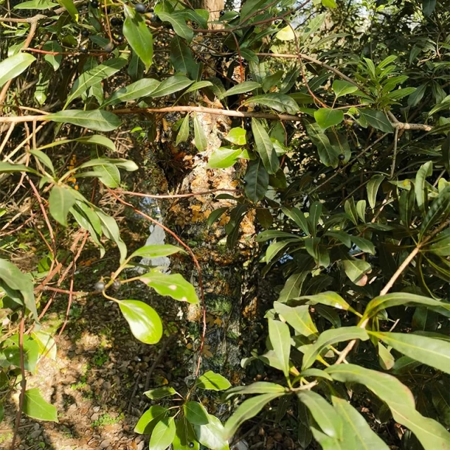 High Quality Outdoor Ghillie Suit Adult 3D Leafy Camouflage Clothing Camo Hunting Suit for Outdoor Game Ghillie Suit Outdoor Ghillie Suit Hunting Suits Pants 3D Leaf Camo Camouflage Coveralls Youth Adult Training Lightweight Clothes