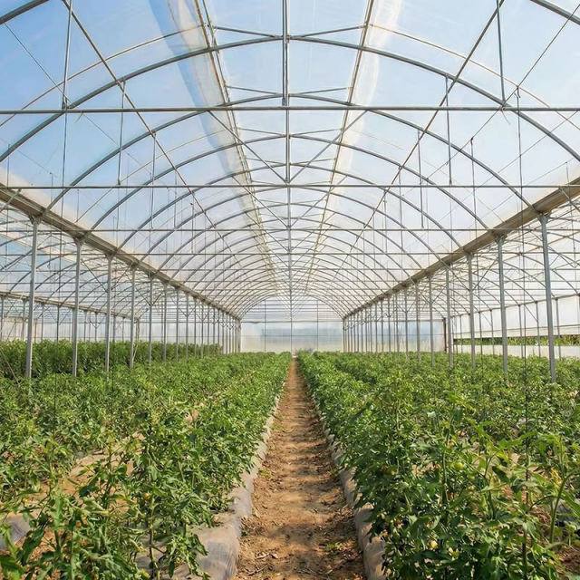 steel Structure Greenhouse