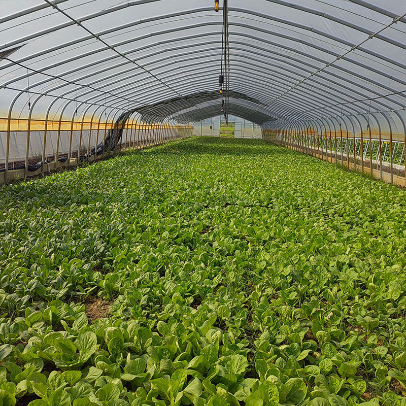 steel Structure Greenhouse