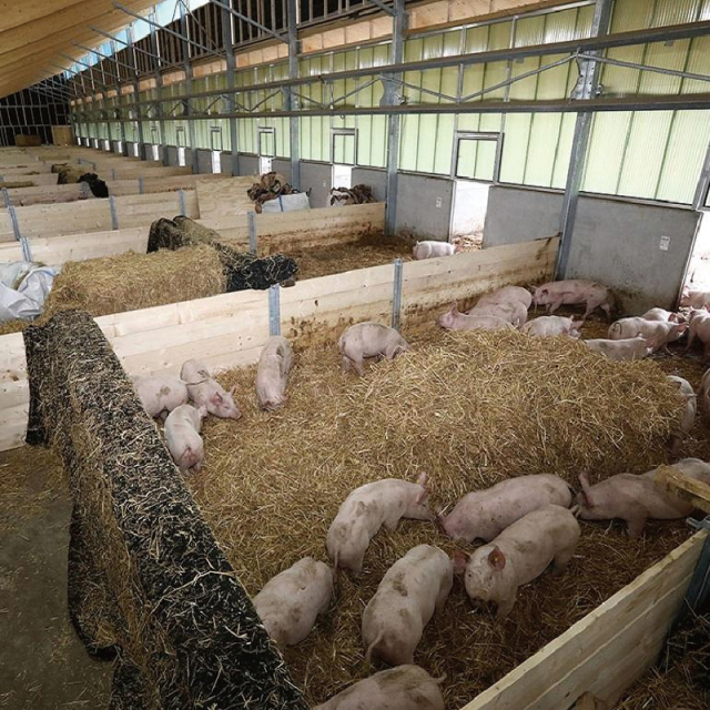 High-quality pre-designed pig farm building / Steel Structure Poultry House