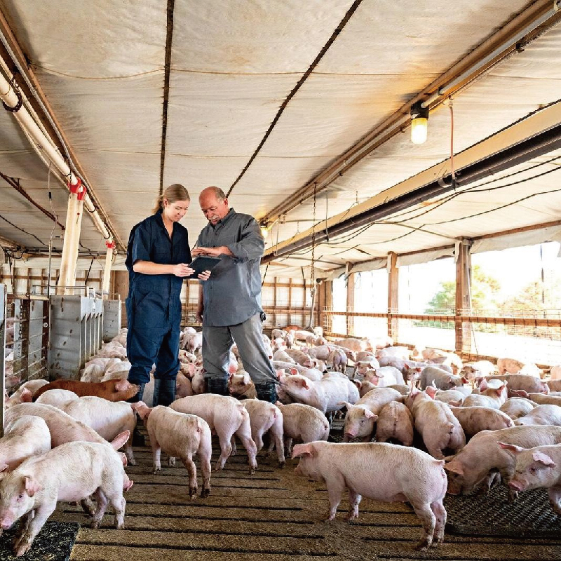 Prefabricated steel-built dairy farm / chicken farm / duck farm / pig pen / sheep pen