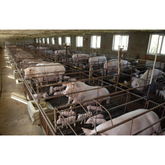 Construction Farm Design Steel Structure Pig Shed