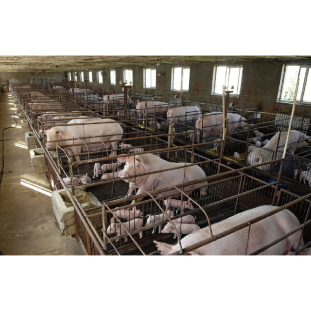 Construction Farm Design Steel Structure Pig Shed