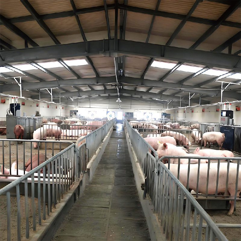 Environmentally friendly steel structure pig house / Ventilated livestock farm building