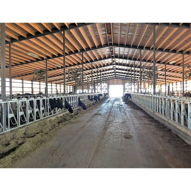 Livestock Shelter Dairy Farm Shed for Live Cattle and Goat Shed