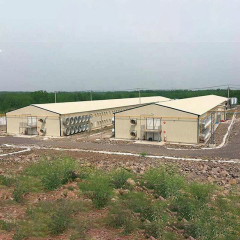 Chickens Poultry Farm / Prefabricated Poultry House