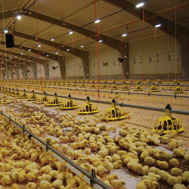 Broiler Chicken Farm Steel Structure Building with Ventilation System and Insulation Material