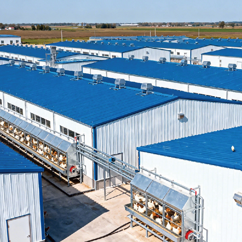 Environmentally friendly industrial prefabricated steel structure chicken farm