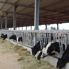 Livestock Shelter Dairy Farm Shed for Live Cattle and Goat Shed