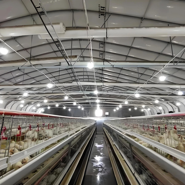 Steel frame structure farmhouse / chicken coop / poultry farm