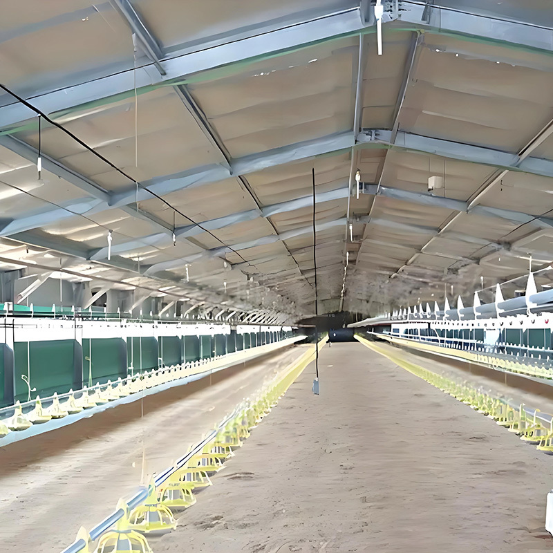 Economical steel structure poultry farms / cattle sheds, pig houses, chicken houses