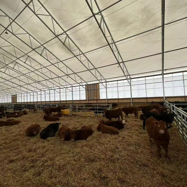 Livestock Shelter Dairy Farm Shed for Live Cattle and Goat Shed