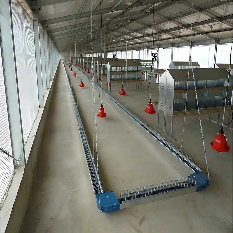 Environmentally friendly industrial prefabricated steel structure chicken farm