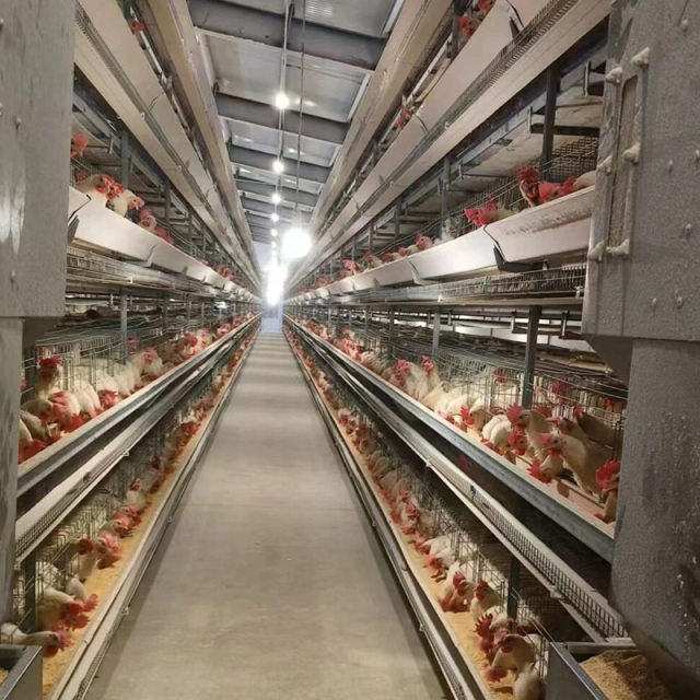 Prefabricated Steel Structure Buildings Chicken Shed Low-Priced Poultry Farm Design for Chicken Farms