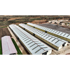 Q235/Q355 Light Prefabricated Cattle Shed Steel Structures