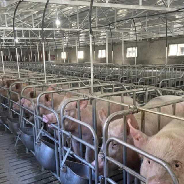 Construction Farm Design Steel Structure Pig Shed
