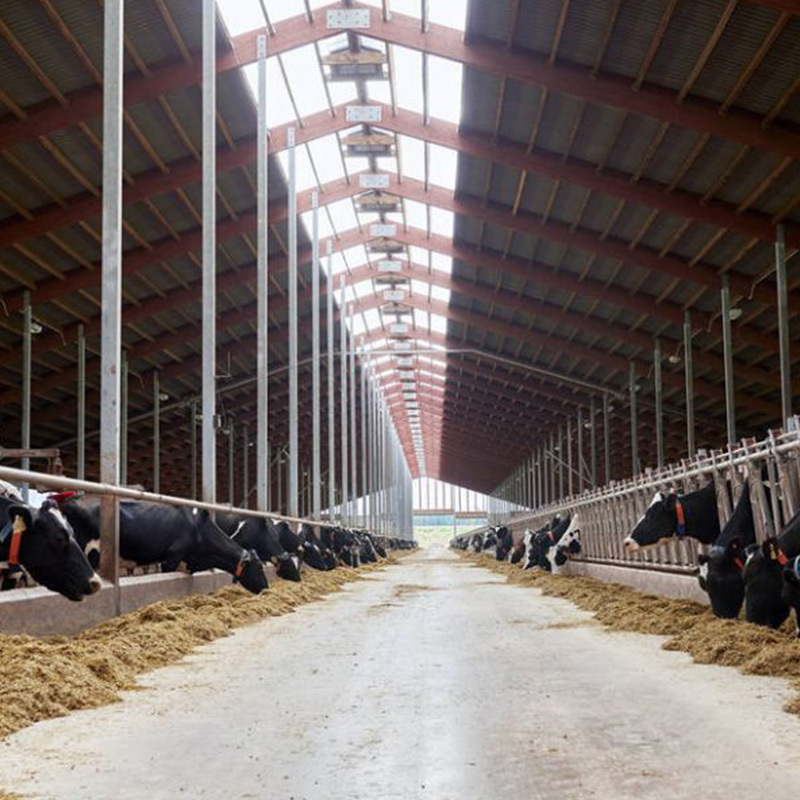Modern Design Prefab Agricultural Steel Structure Outdoor Animal Shelter Cow Shed Farm Building for Farmhouse Use