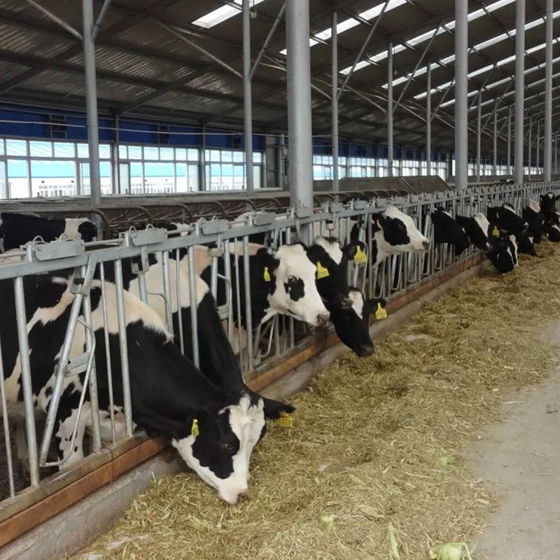 Q235/Q355 Light Prefabricated Cattle Shed Steel Structures