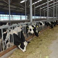 Q235/Q355 Light Prefabricated Cattle Shed Steel Structures