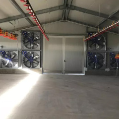 Economical steel structure poultry farms / cattle sheds, pig houses, chicken houses