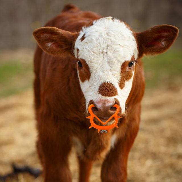 cow nose spikes and shatterproof nose rings for calf weaning