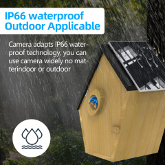 Wooden Bird House with 5MP Camera