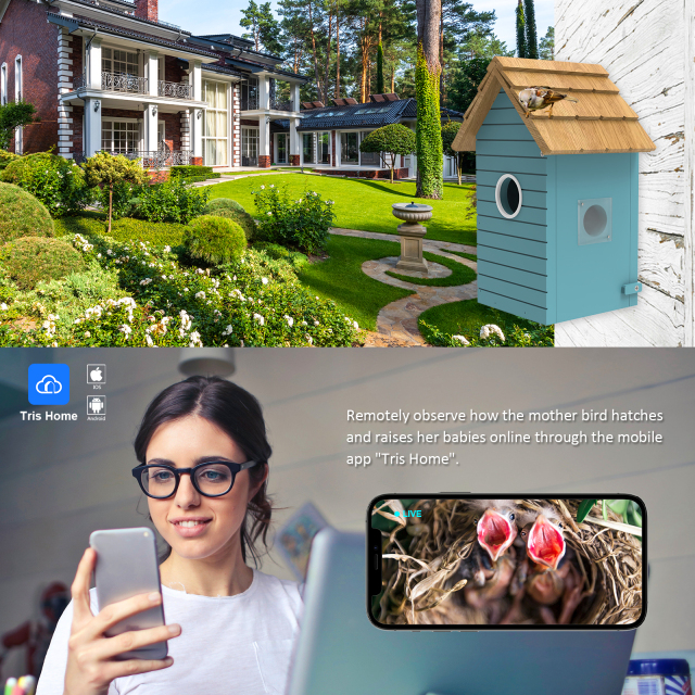 Wooden Bird House with 3Mp Camera